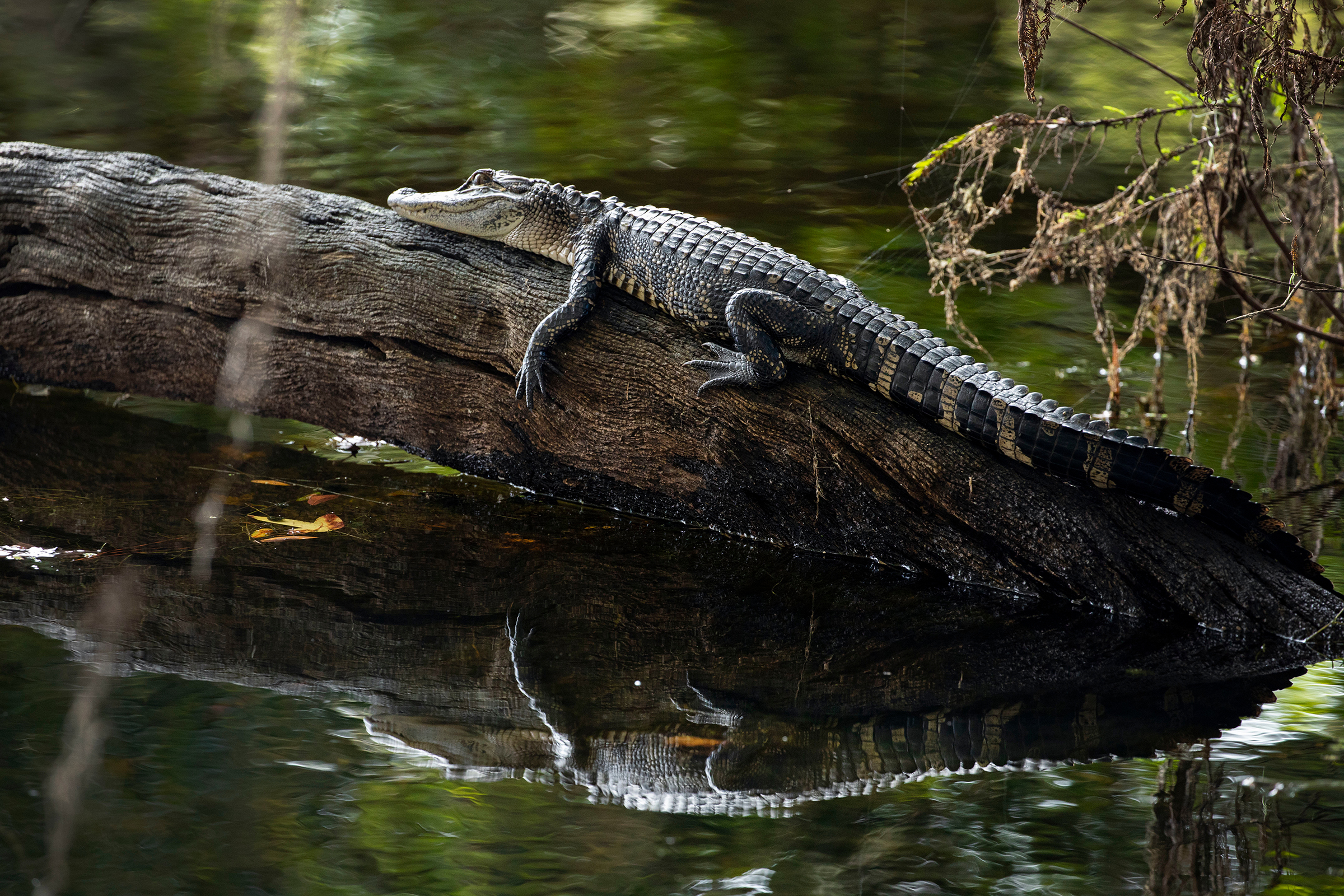 Image courtesy of UF Photography