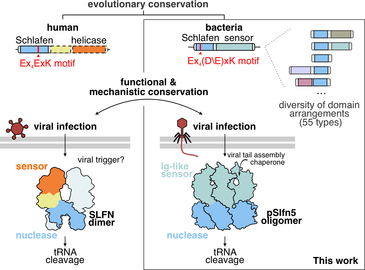 Bacterial Schlafens mediate anti-phage defense