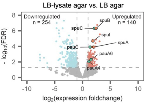 Polyamines and linear DNA mediate bacterial threat assessment of bacteriophage infection