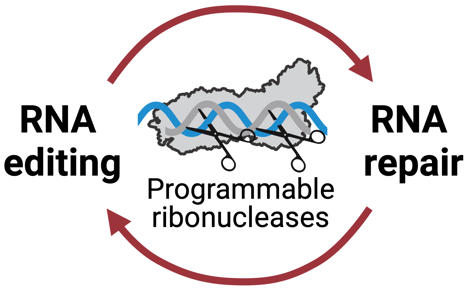 RNA editing & RNA repair